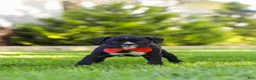 Boxer dogs for sale: Jax - Ad 6