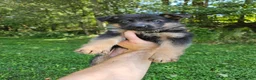 German Shepherd dogs for sale: Sosha - Ad 8