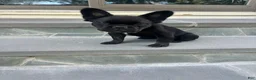 French Bulldog dogs for sale: Fluffy French bulldog - Ad 5