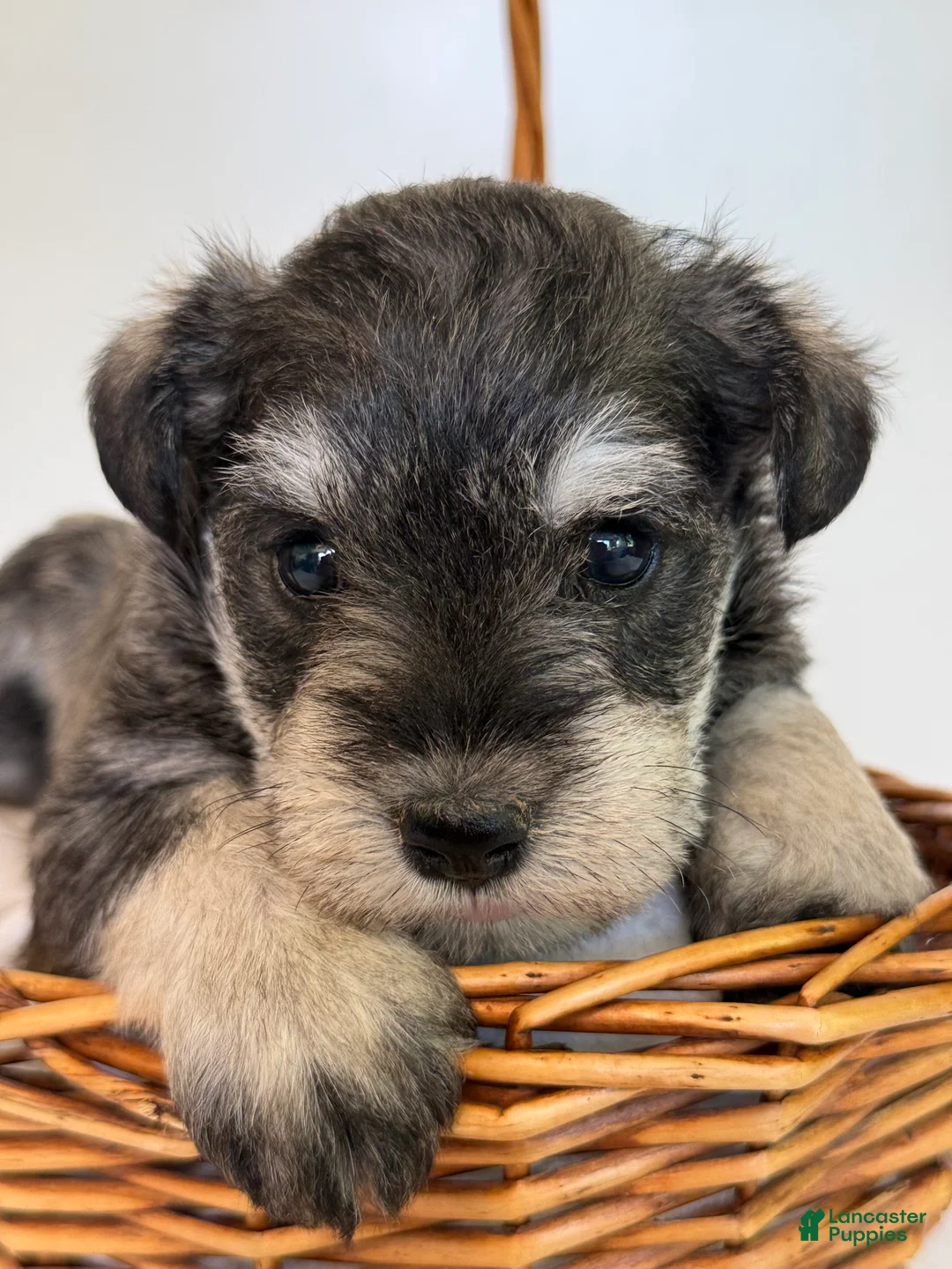 Miniature Schnauzer dogs for sale: Sheba Miniature Schnauzer  - Ad 1