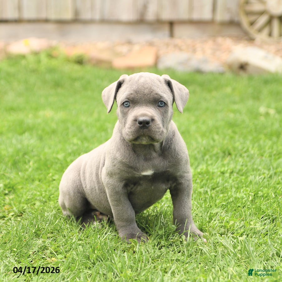 Cane Corso dogs Spike - Ad 2
