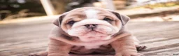 English Bulldog dogs for sale: Annaliese - Ad 7