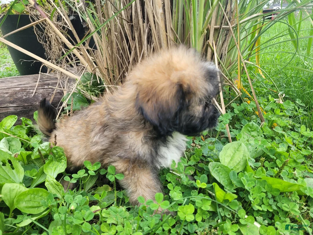 Lhasapoo dogs for sale: Little Jack - Ad 2