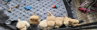 Golden Retriever 1