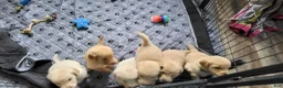 Golden Retriever dogs for sale: Golden Retriever 1 - Ad 1