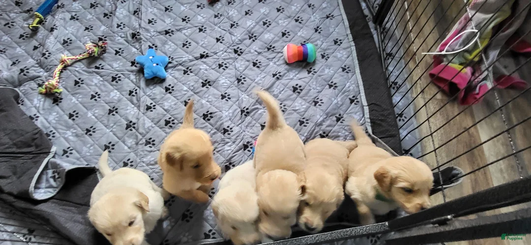 Golden Retriever dogs for sale: Golden Retriever 1 - Ad 1