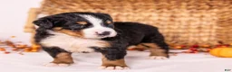 Bernese Mountain Dog dogs for sale: Robin - Ad 4