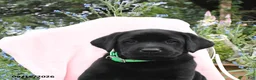 Labrador Retriever dogs for sale: Max - Ad 5