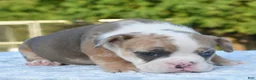 Mixed Breed dogs for sale: Willow mini bulldog hybrid  - Ad 12