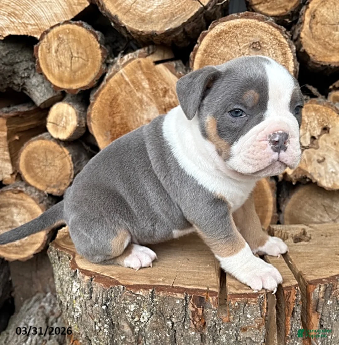 Mixed Breed dogs for sale: Sterling - Ad 3