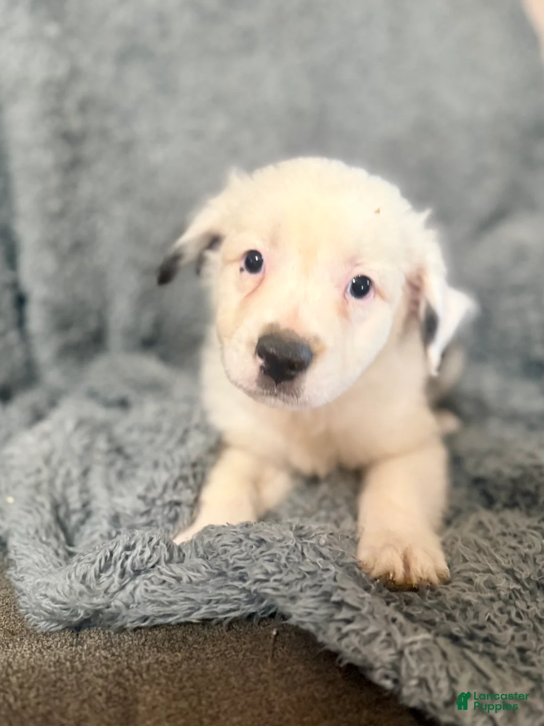 Australian Shepherd dogs for sale: Draco - Ad 1