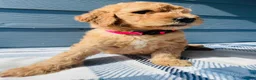 Goldendoodle dogs for sale: The Little Princess - Ad 4