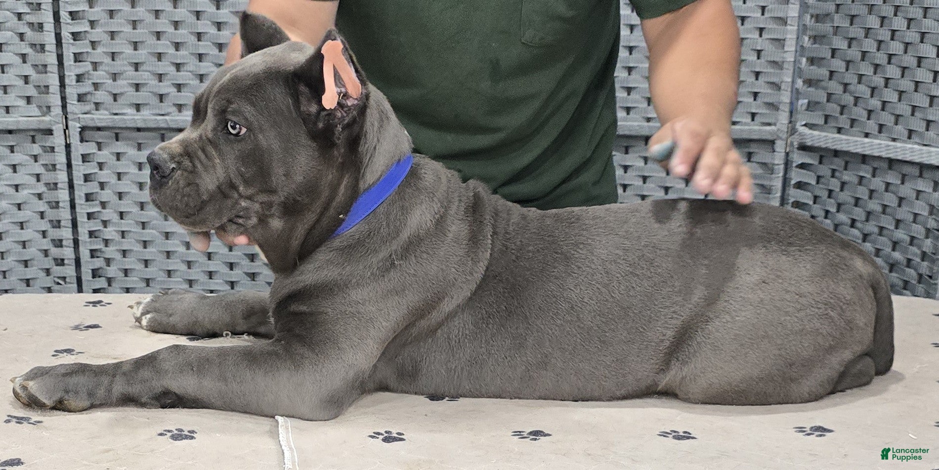 Cane Corso dogs Blue Boy - Ad 1