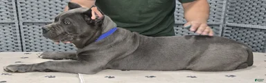Blue Boy