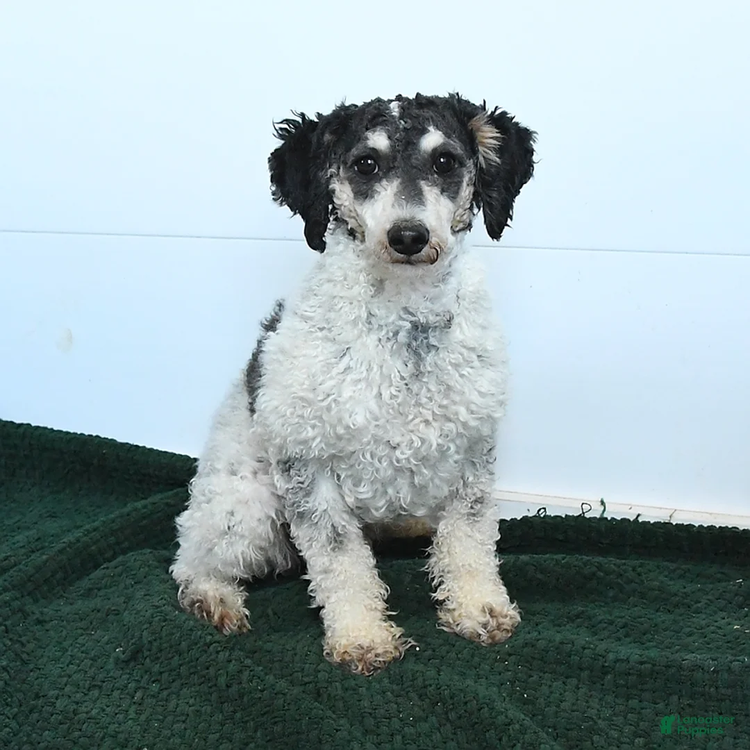 Cavapoo dogs for sale: Custard - Ad 7