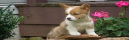 Welsh Corgi Pembroke dogs for sale: Olive  - Ad 5