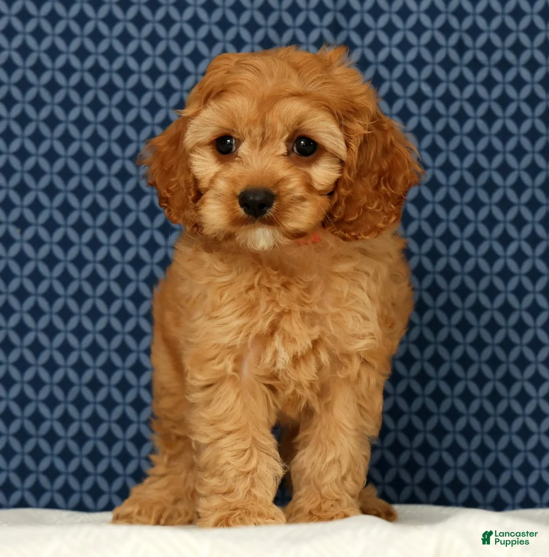 Cockapoo dogs for sale: Charlie - Ad 2