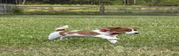 Jack Russell Terrier dogs for sale: Colt - Ad 3