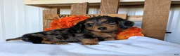 Miniature Dachshund dogs for sale: Miniature Dachshund Puppy 2 - Ad 1