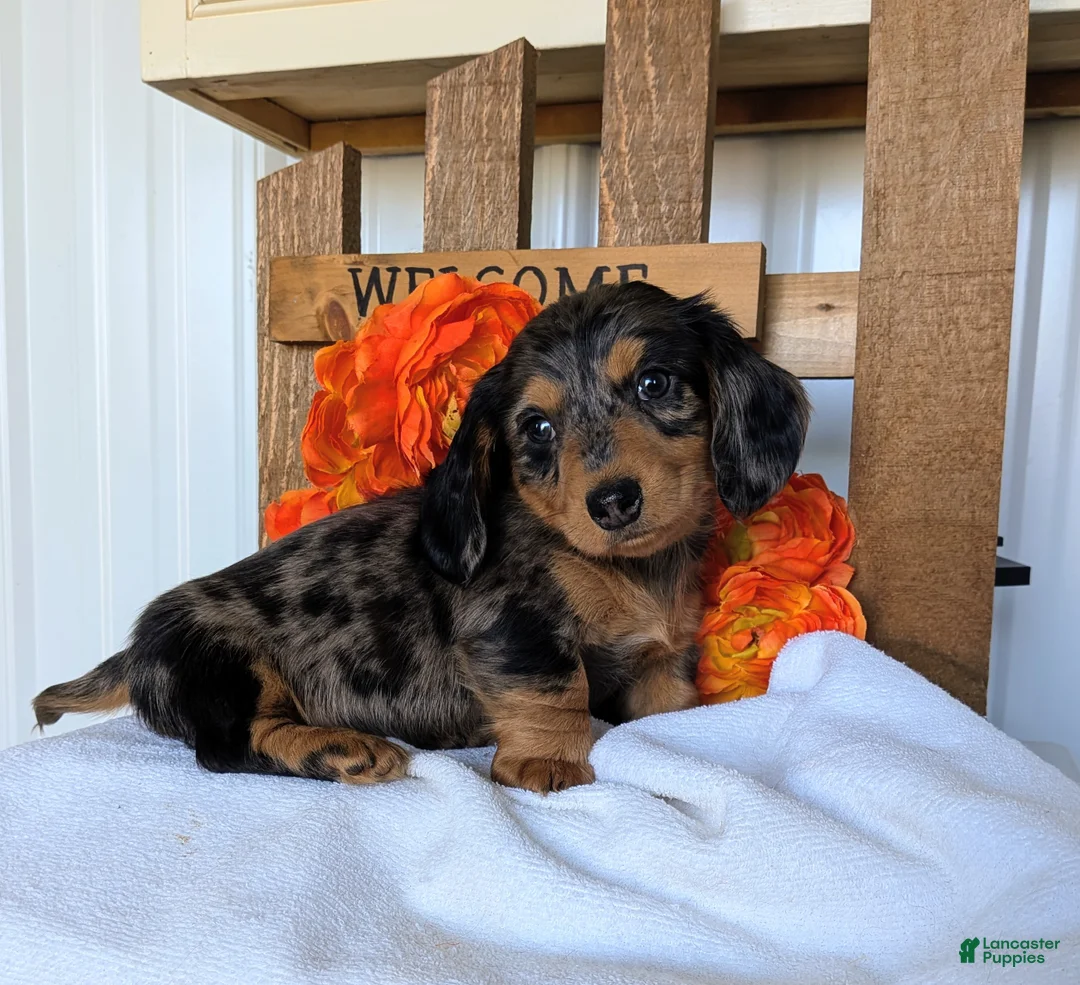 Miniature Dachshund dogs for sale: Miniature Dachshund Puppy 2 - Ad 1