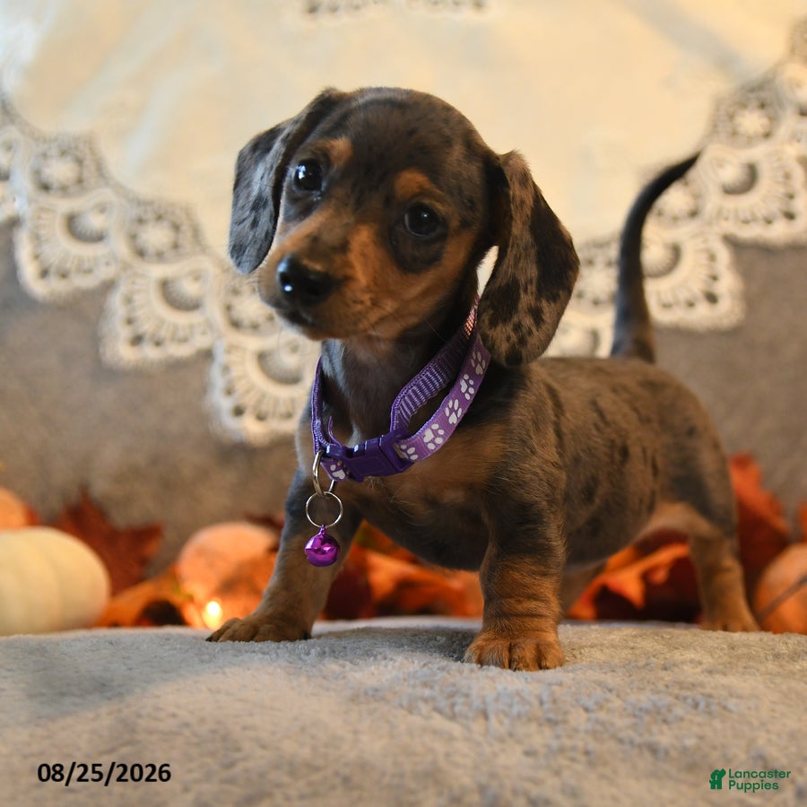 Dachshund dogs Pansy - Ad 1