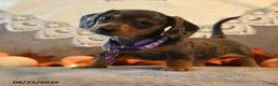 Dachshund dogs for sale: Pansy - Ad 1