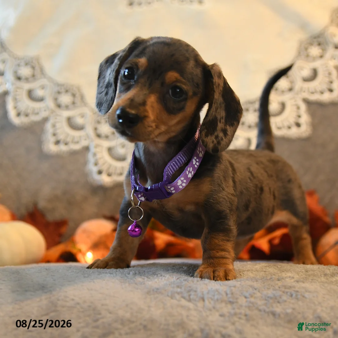 Dachshund dogs for sale: Pansy - Ad 1