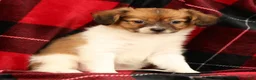 Papillon dogs for sale: Mason - Ad 3