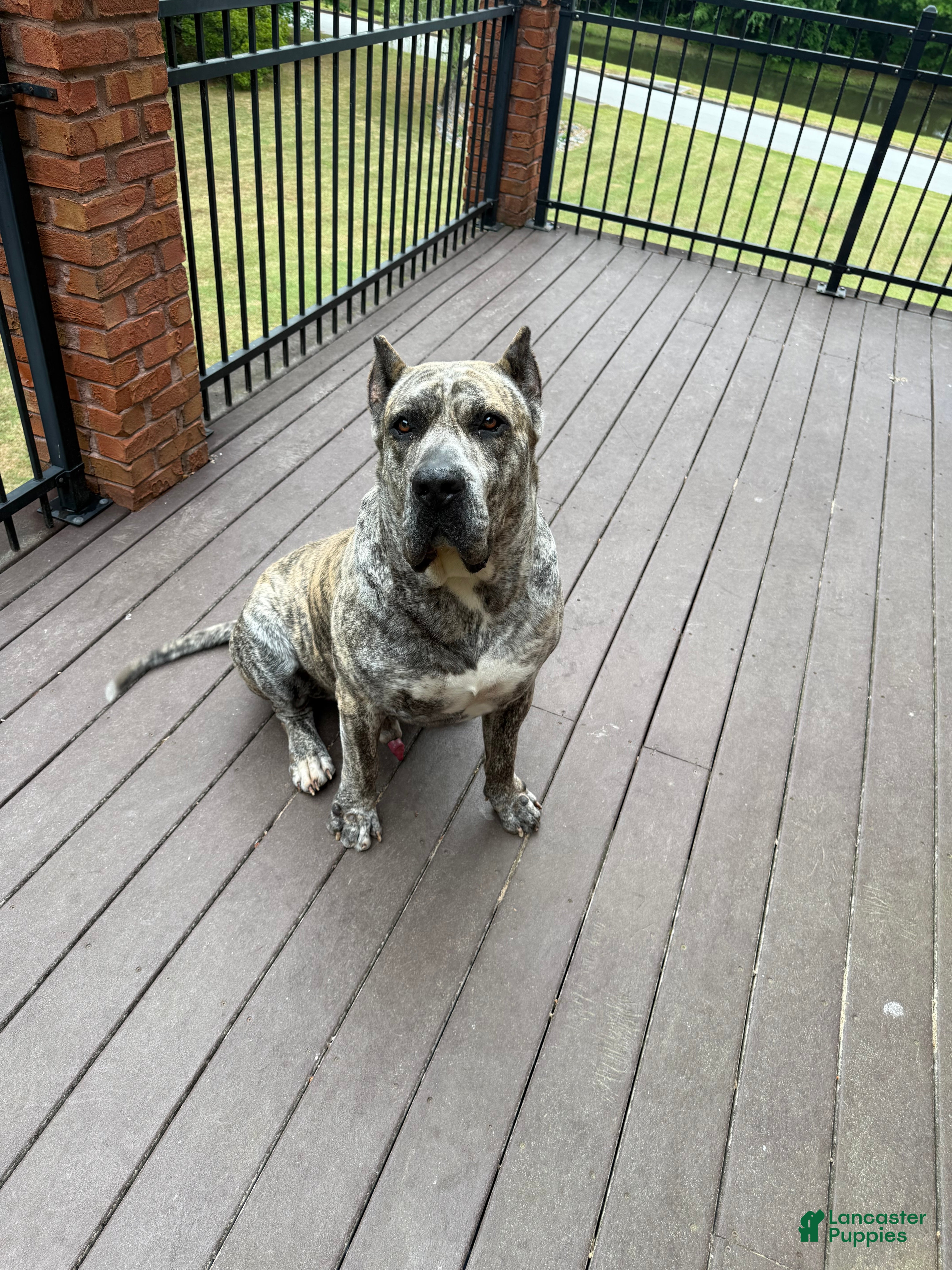 Caine
