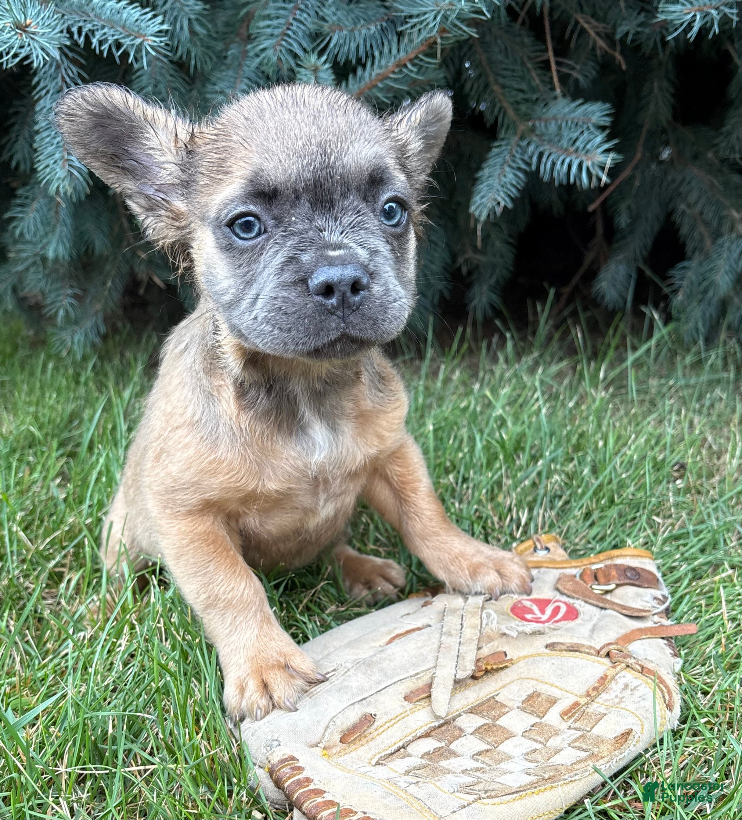French Bulldog dogs Doc fluffy - Ad 2