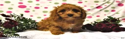 Cavapoo dogs for sale: Pecan - Ad 4