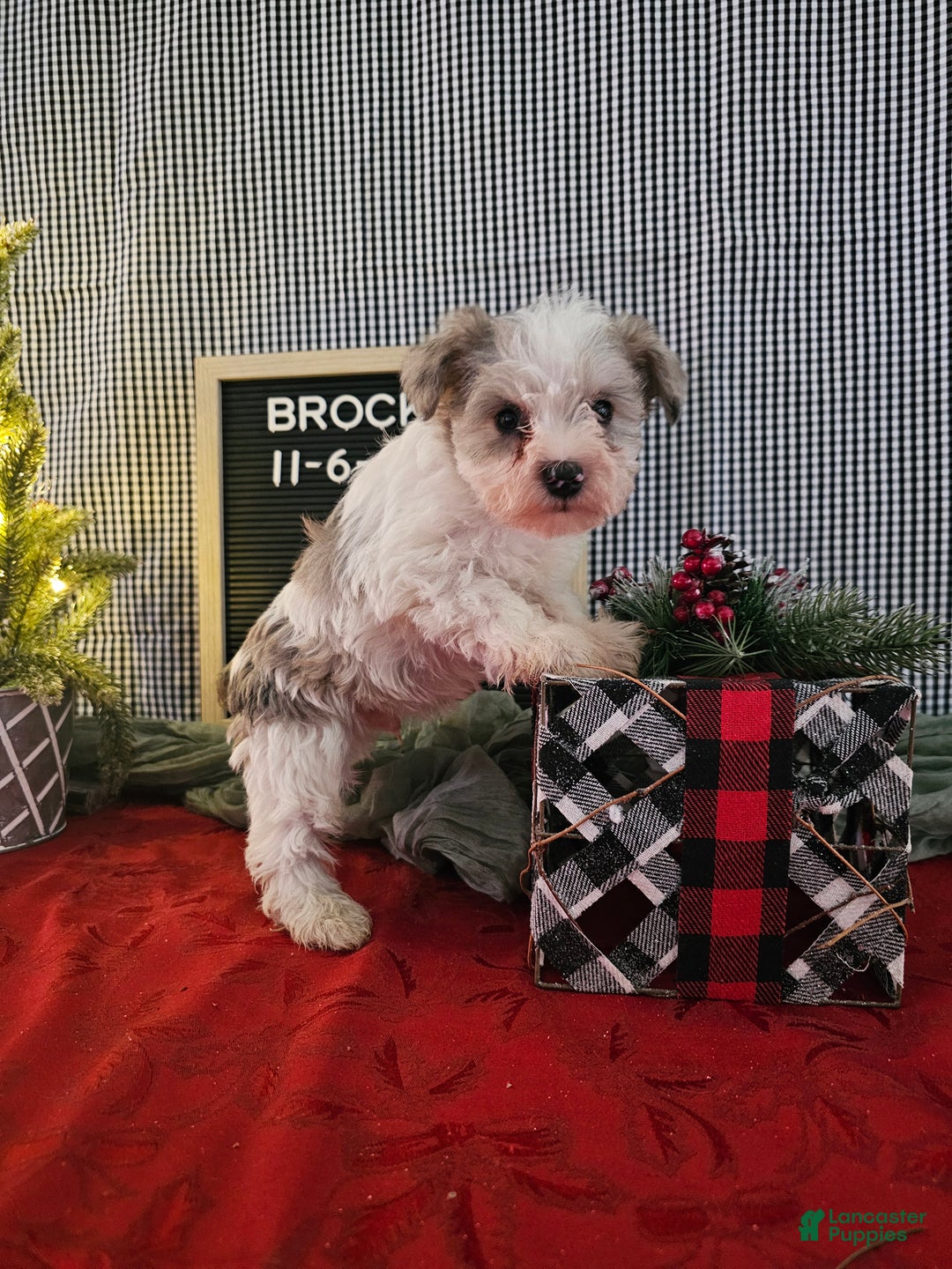 Miniature Schnauzer dogs for sale: Brock - Ad 2