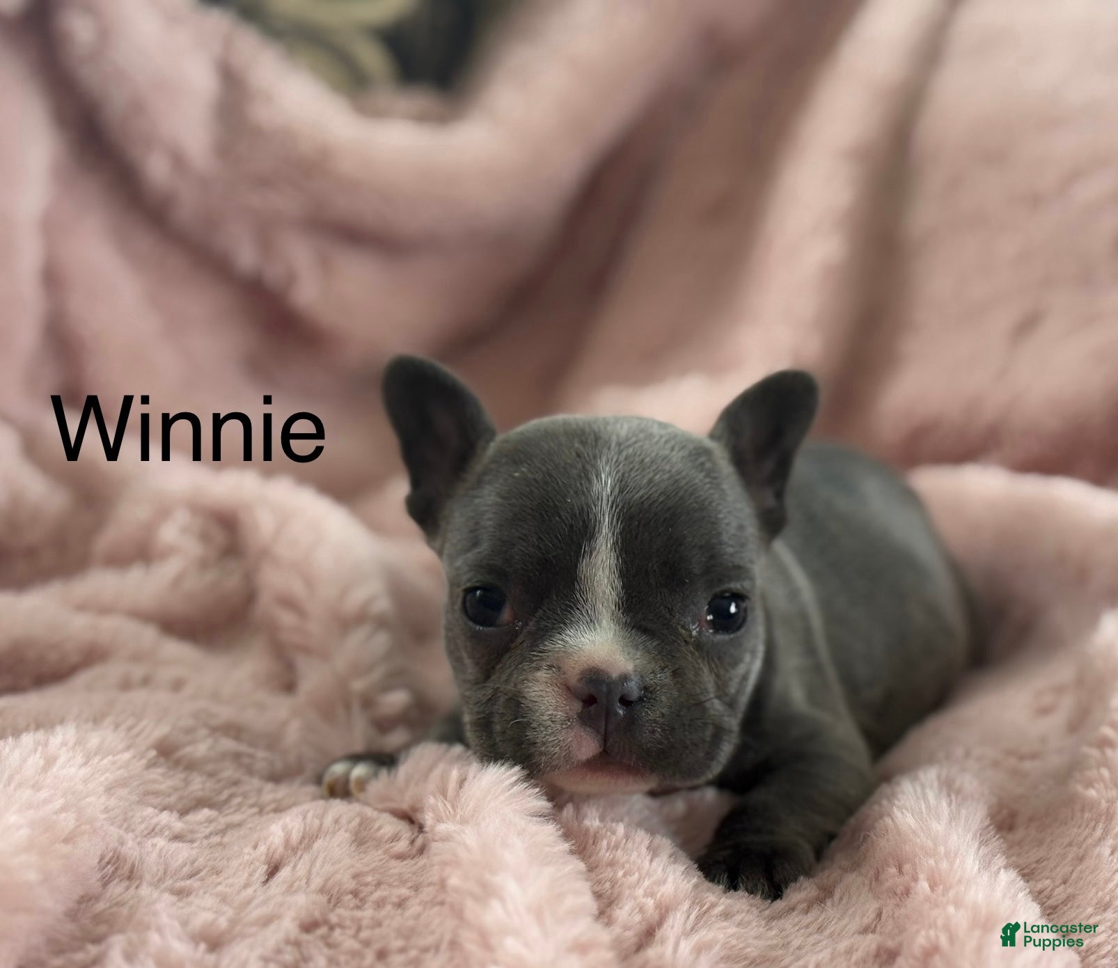 French Bulldog dogs Winnie - Ad 4