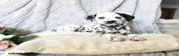 Dalmatian dogs for sale: Ellie - Ad 4