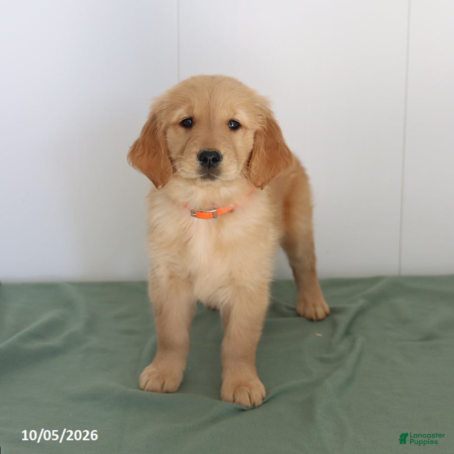 Golden Retriever dogs Darla - Ad 2