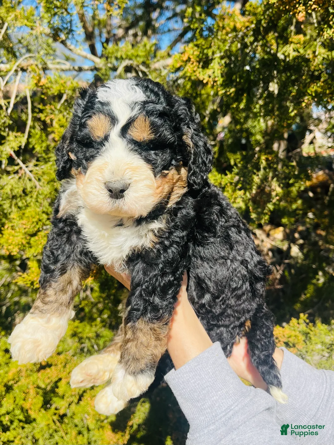 Bernedoodle dogs for sale: Bernedoodle “Jellybean” - Ad 1