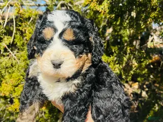 Bernedoodle dogs Bernedoodle “Jellybean” - Ad 1