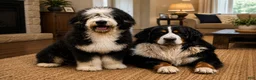 Bernedoodle dogs for sale: Jameson  - Ad 6