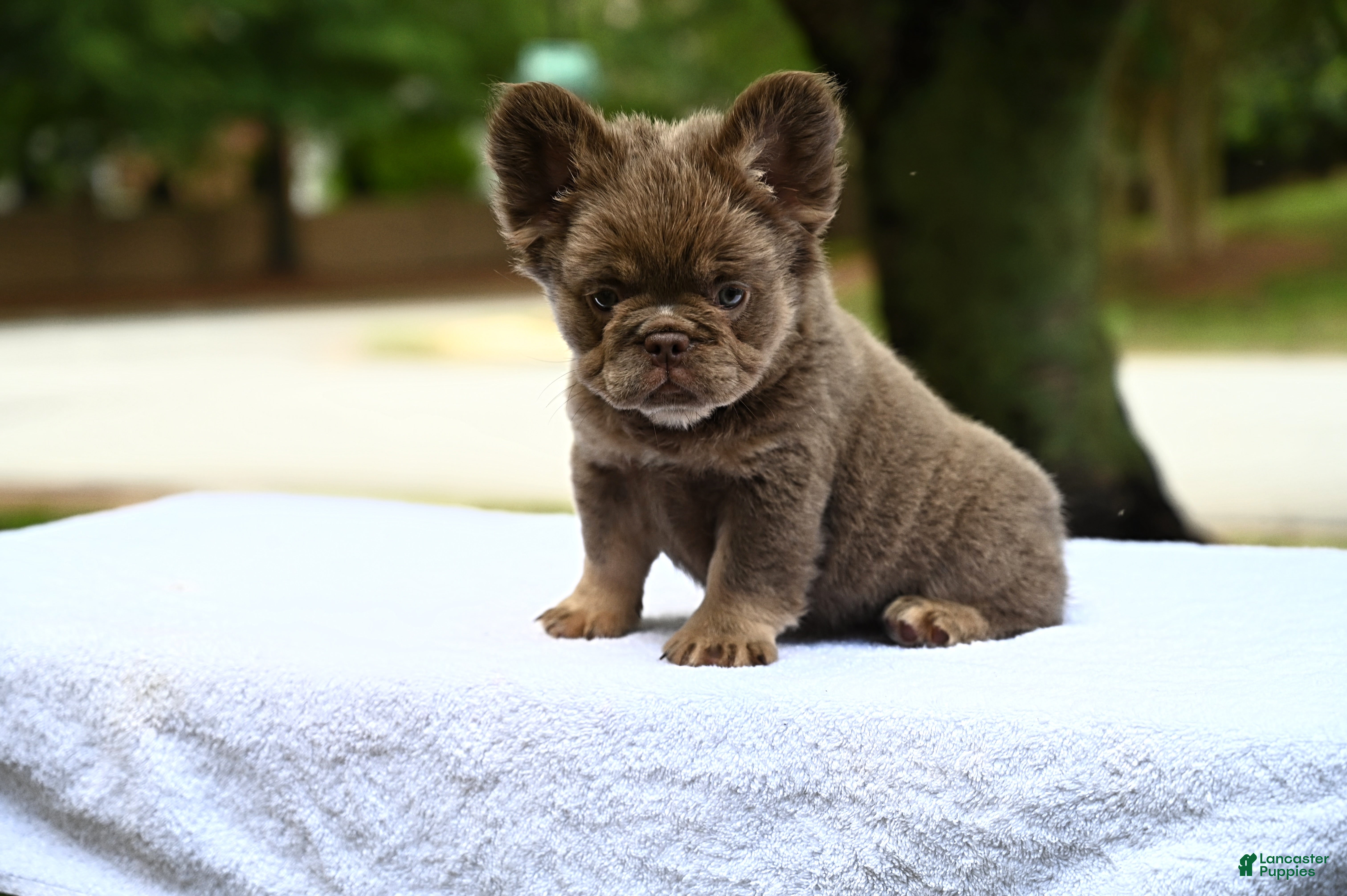 French Bulldog dogs French Bulldog Puppy 3 - Ad 1