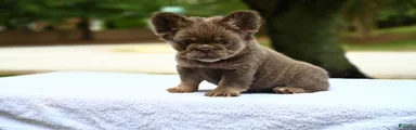 French Bulldog Puppy 3