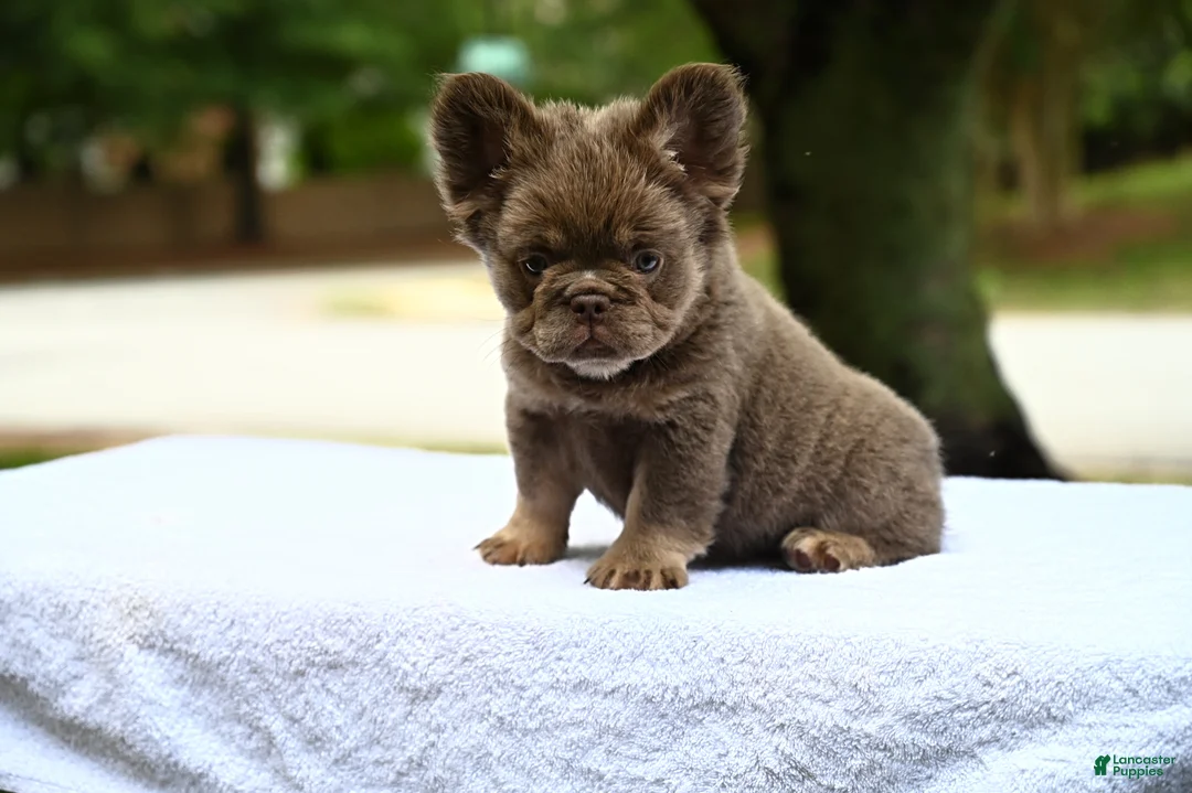 French Bulldog dogs for sale: French Bulldog Puppy 3 - Ad 1