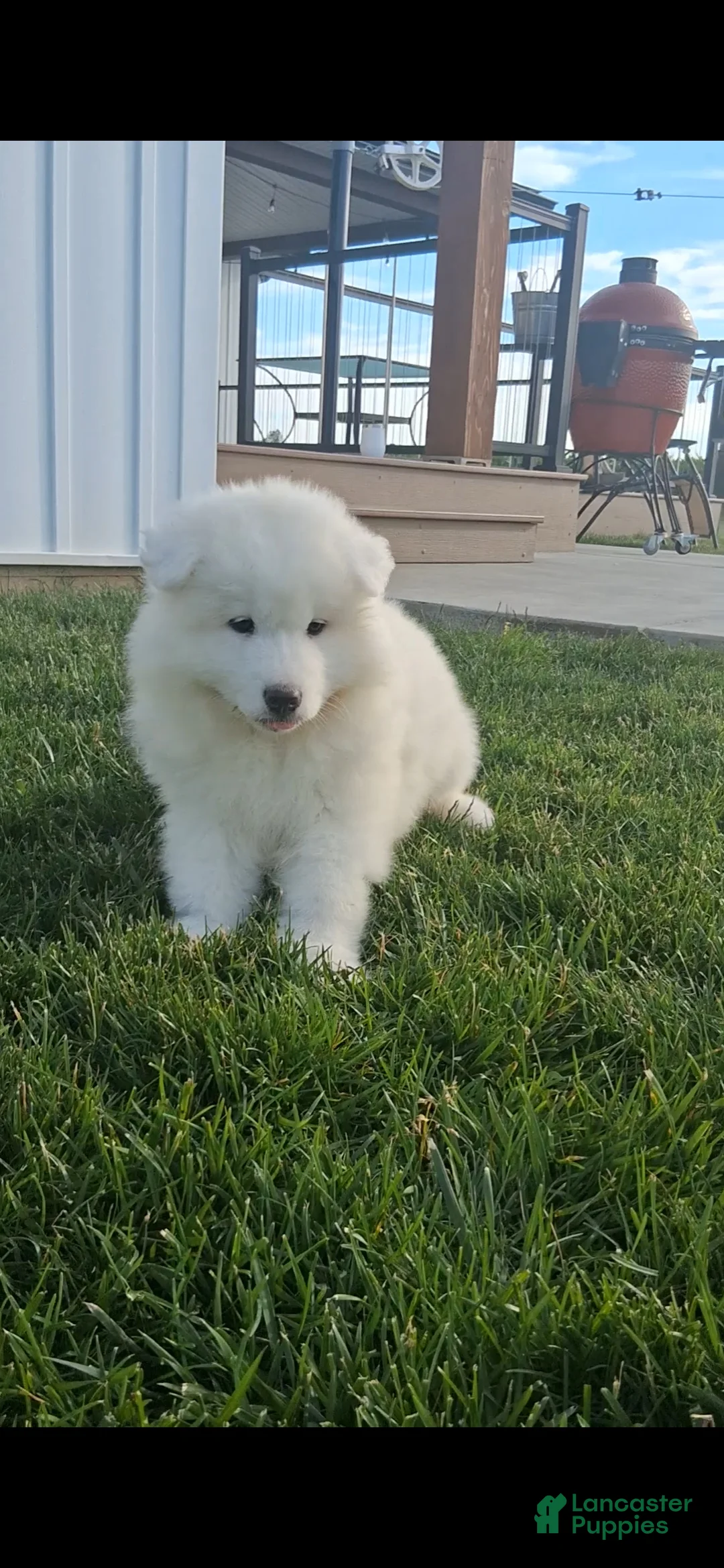 Samoyed dogs for sale: Radka  - Ad 2