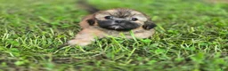 Shih Tzu dogs for sale: Bashful - Ad 2