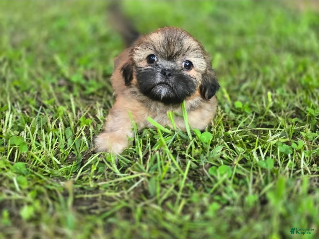 Shih Tzu dogs for sale: Bashful - Ad 2