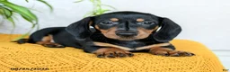 Miniature Dachshund dogs for sale: Carlos - Ad 3