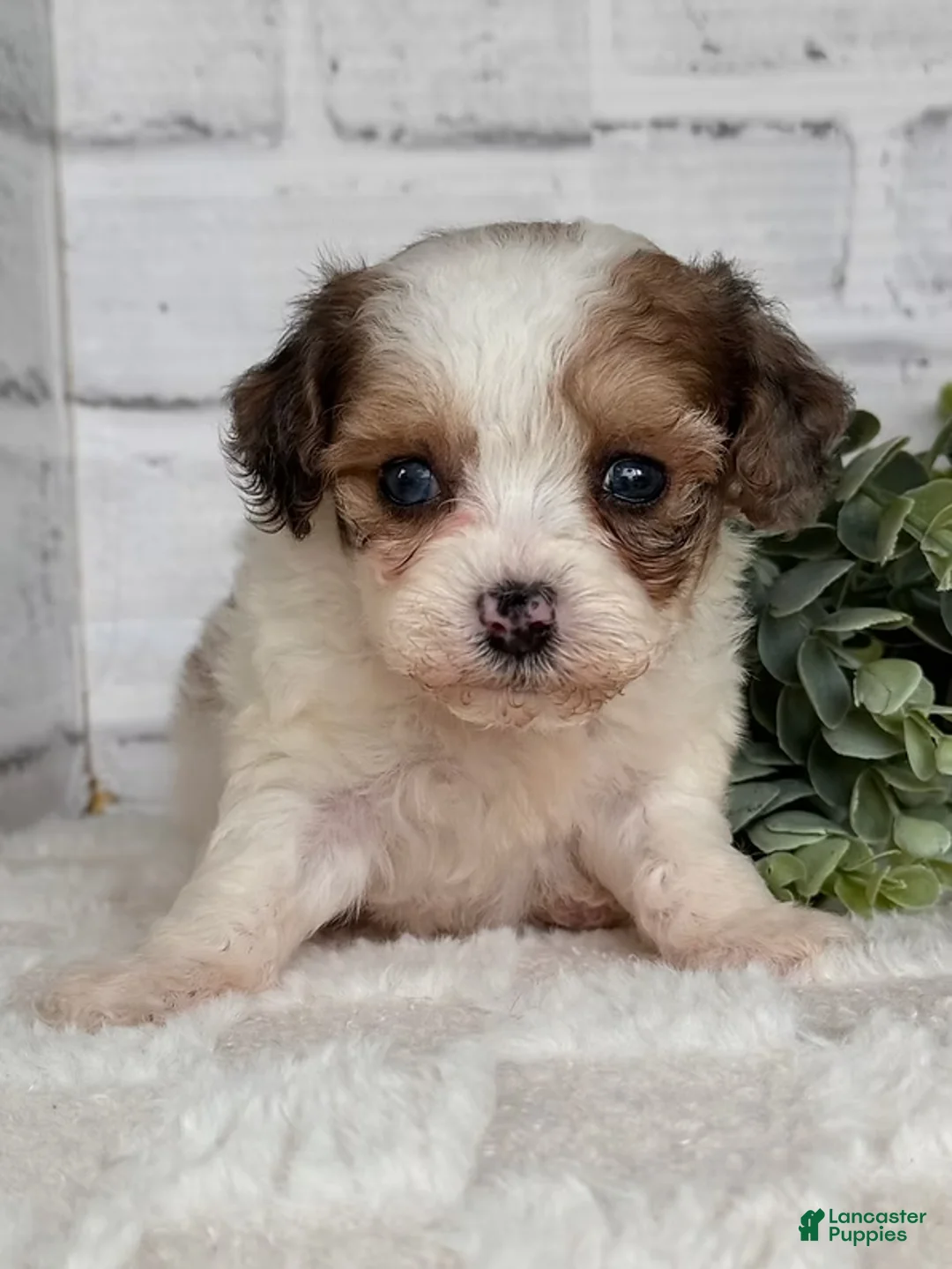 Toy Poodle dogs for sale: Toy Poodle Puppy 2 - Ad 2