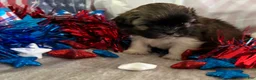 Shih Tzu dogs for sale: Abel - Ad 4