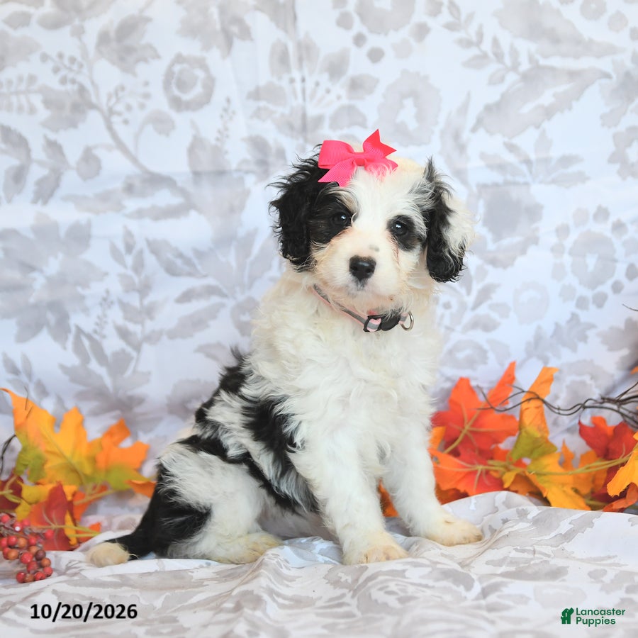 Mini Aussiedoodle dogs for sale: Brittney - Ad 1