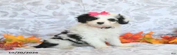 Mini Aussiedoodle dogs for sale: Brittney - Ad 1