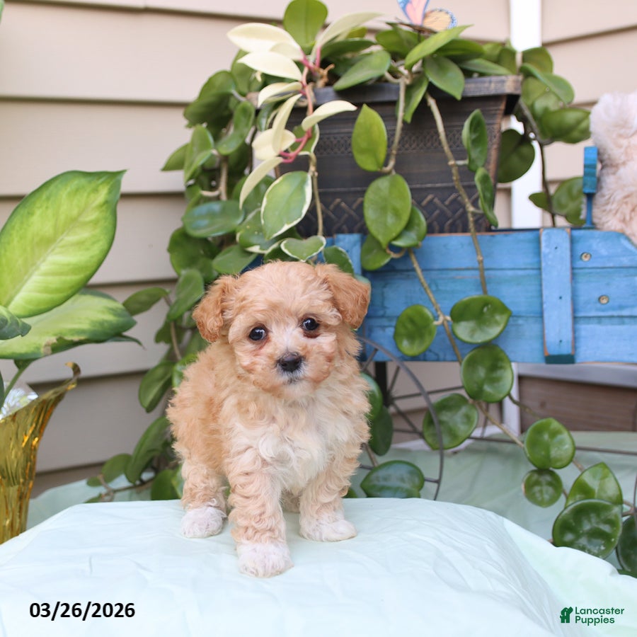 Toy Poodle dogs Peaches - Ad 1